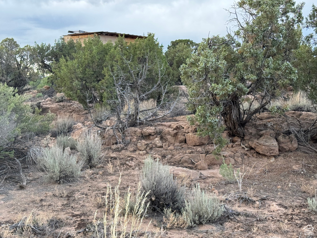 View of local wilderness
