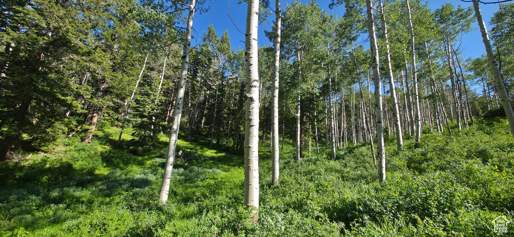 View of woods