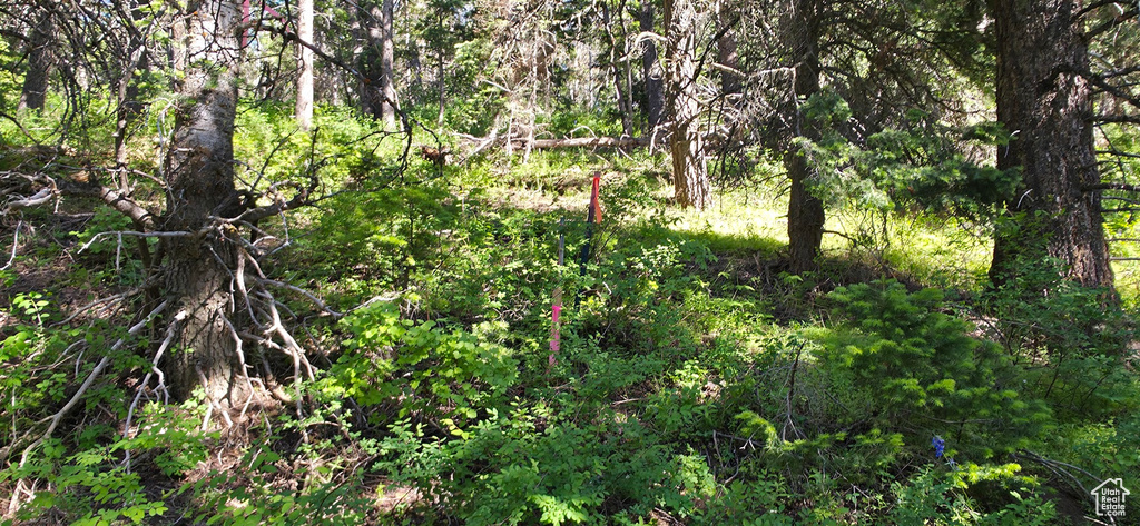 View of tree filled area