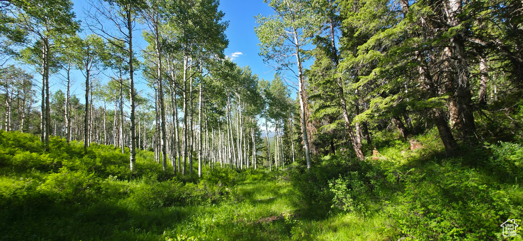 View of tree filled area