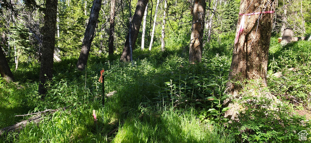 View of nature
