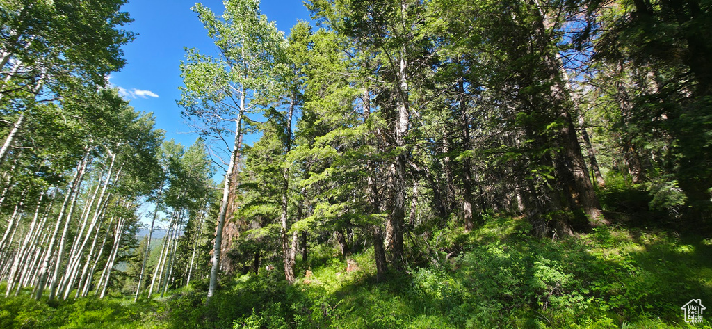 View of wooded area