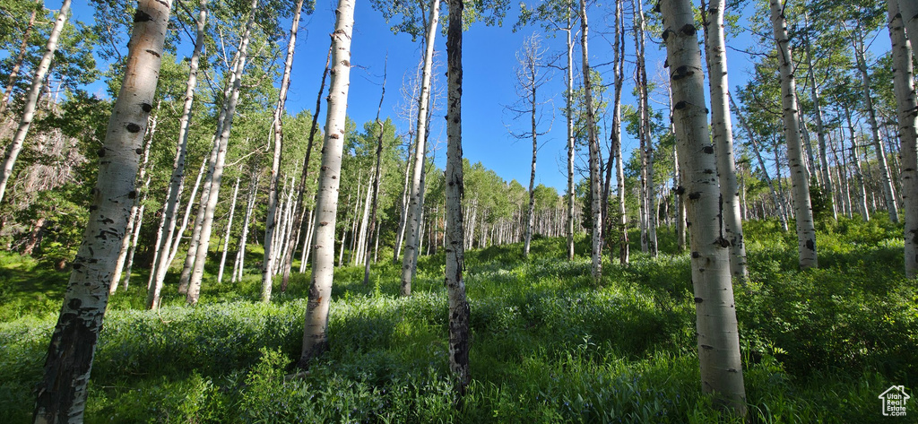 View of wooded area