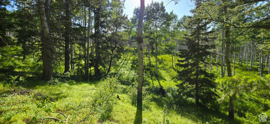 View of woods