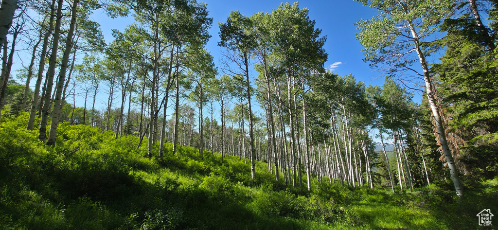 View of tree filled area
