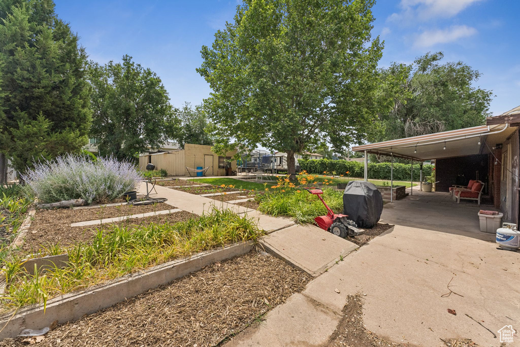 View of yard