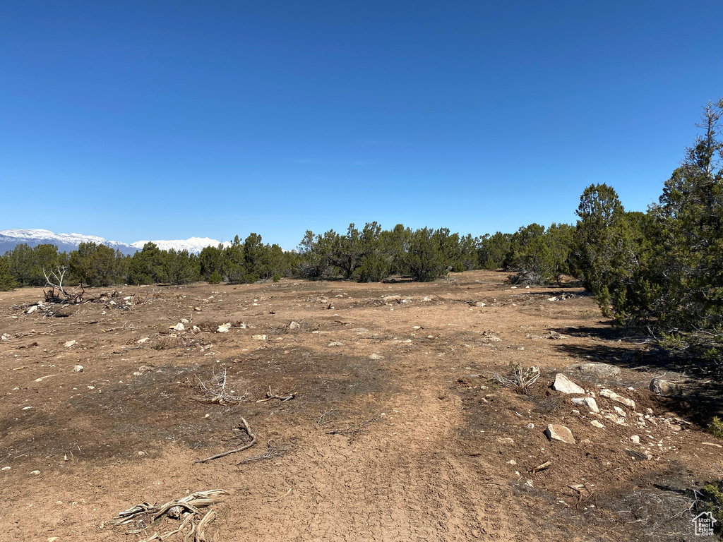 View of local wilderness
