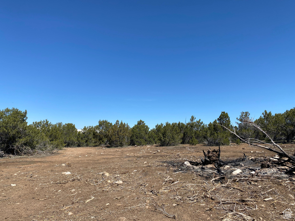 View of local wilderness