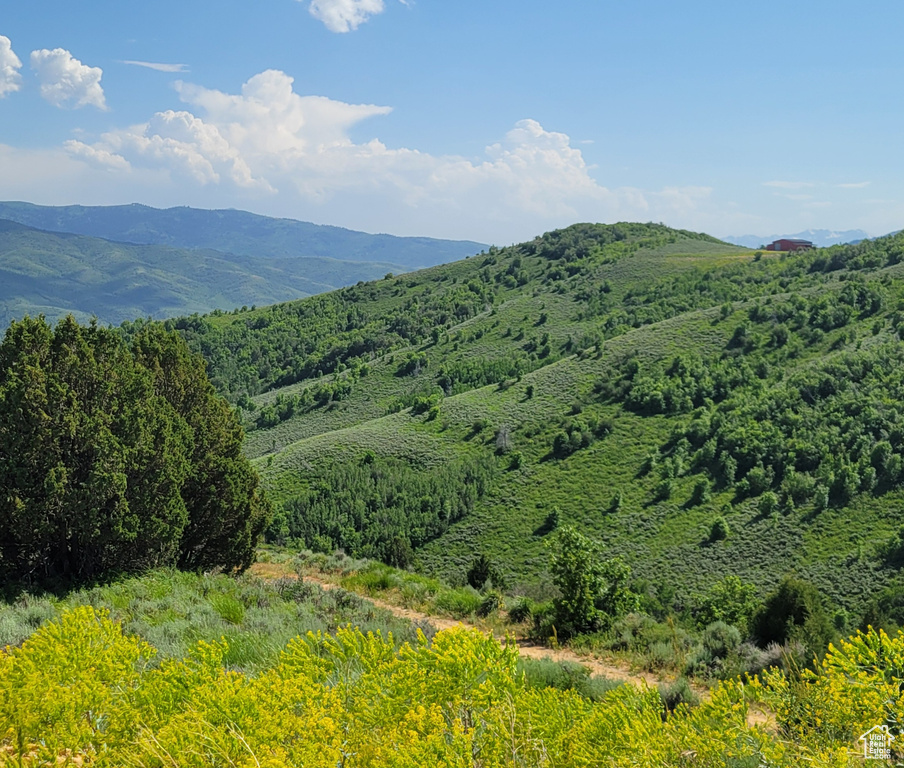 View of mountain backdrop with a forest