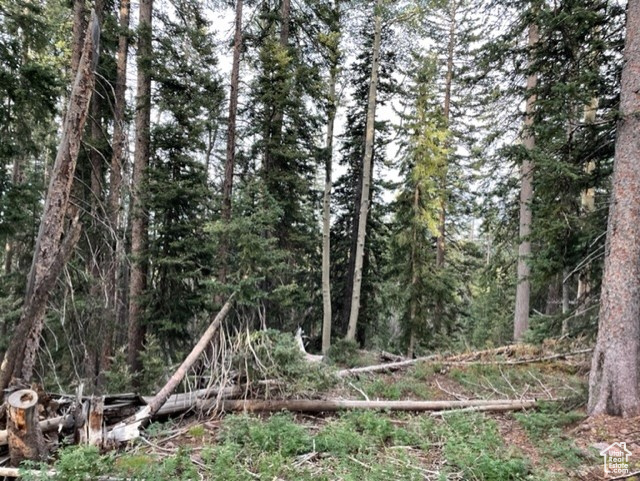 View of tree filled area
