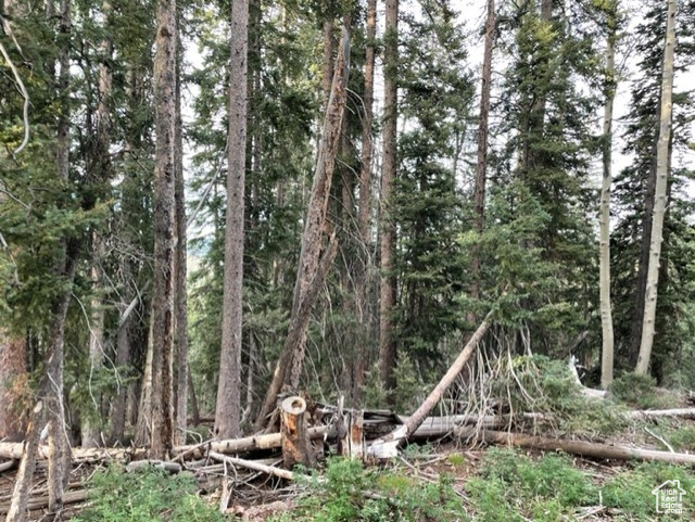 View of local wilderness