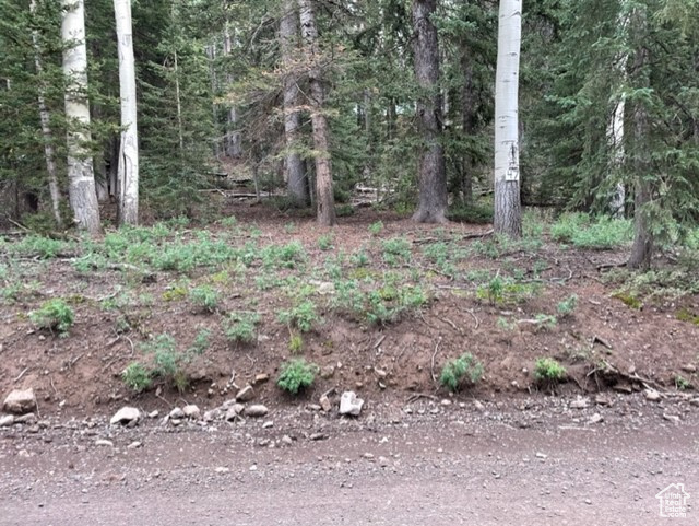View of tree filled area