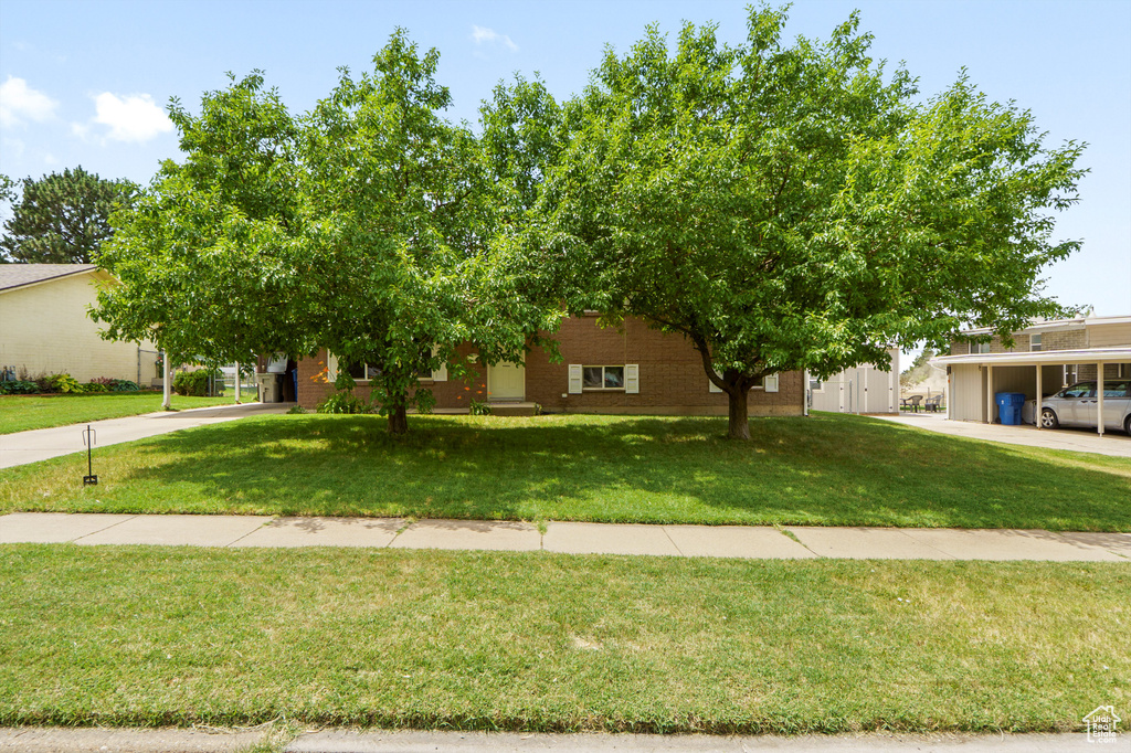 View of property hidden behind natural elements with concrete driveway, a front lawn, and brick siding
