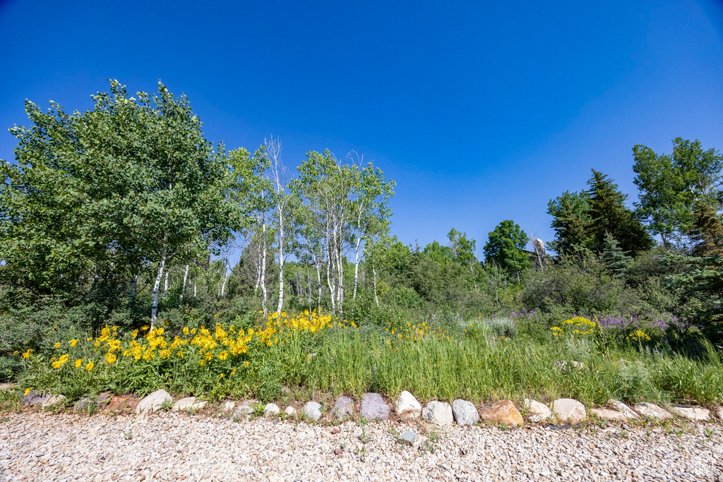 View of nature