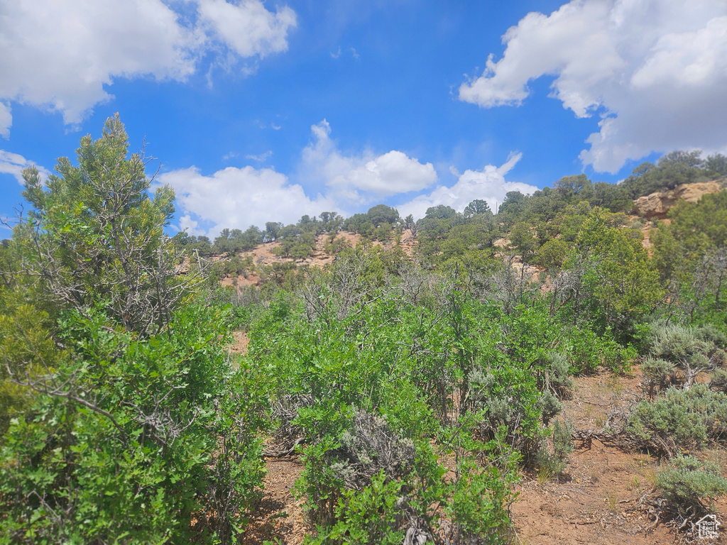 View of local wilderness