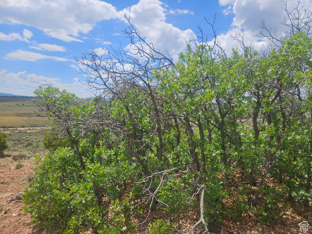 View of local wilderness