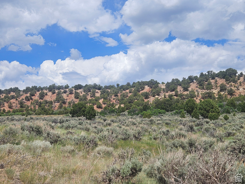 View of local wilderness