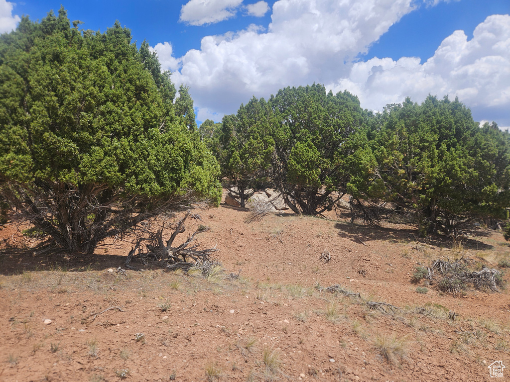 View of local wilderness