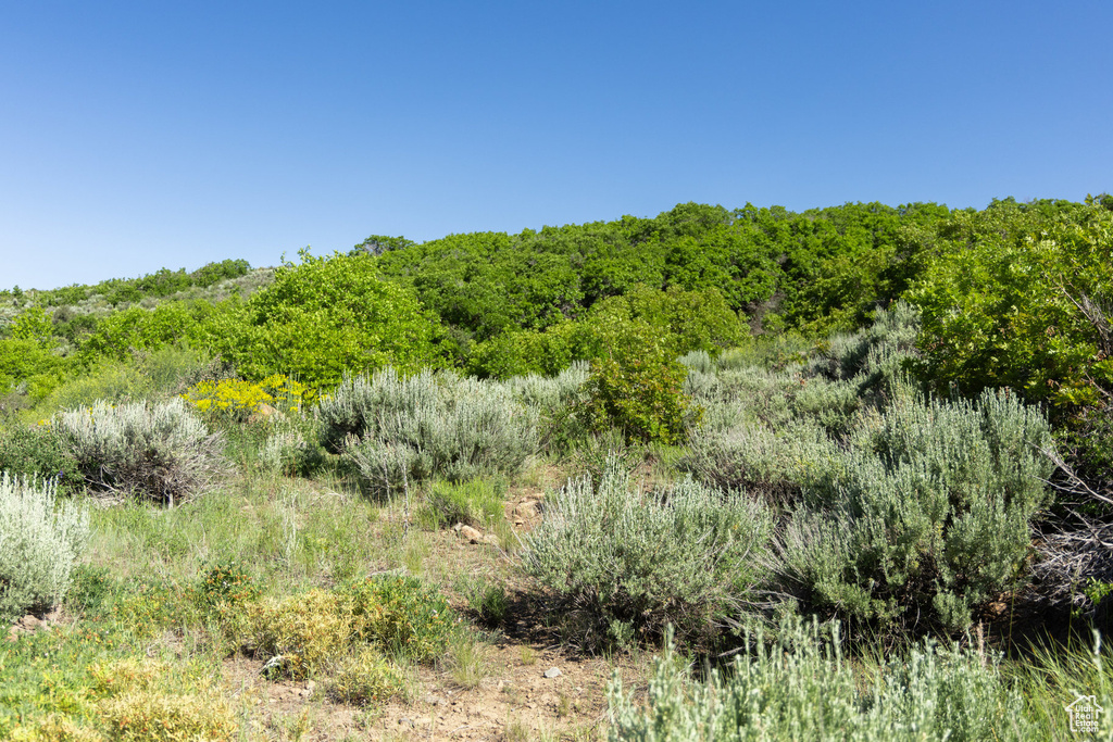 View of nature