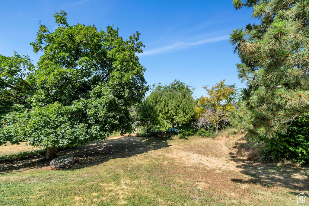 View of local wilderness