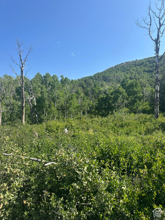 Mountain view with a heavily wooded area
