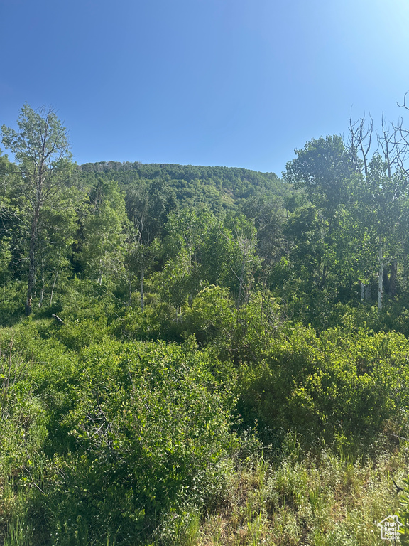 View of mountain background with a heavily wooded area