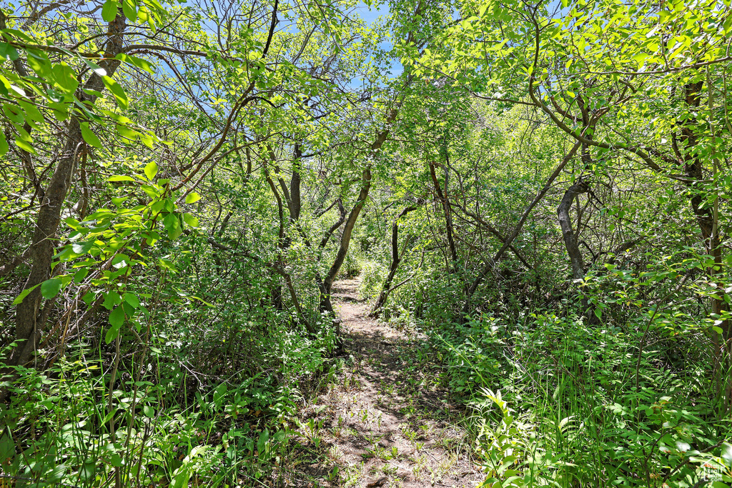 View of woods