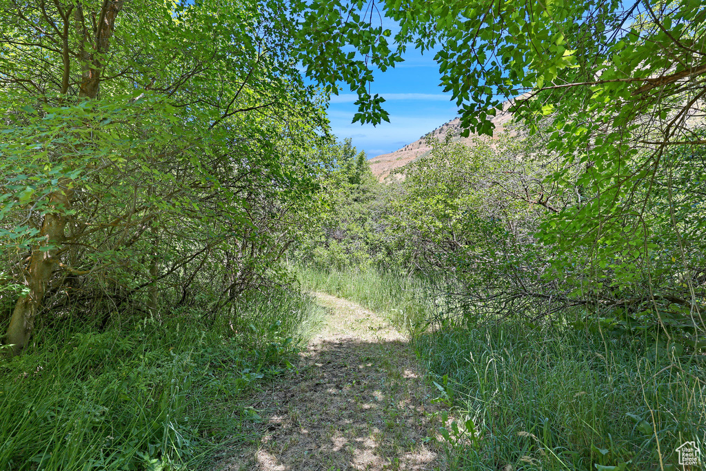 View of local wilderness featuring a mountainous background