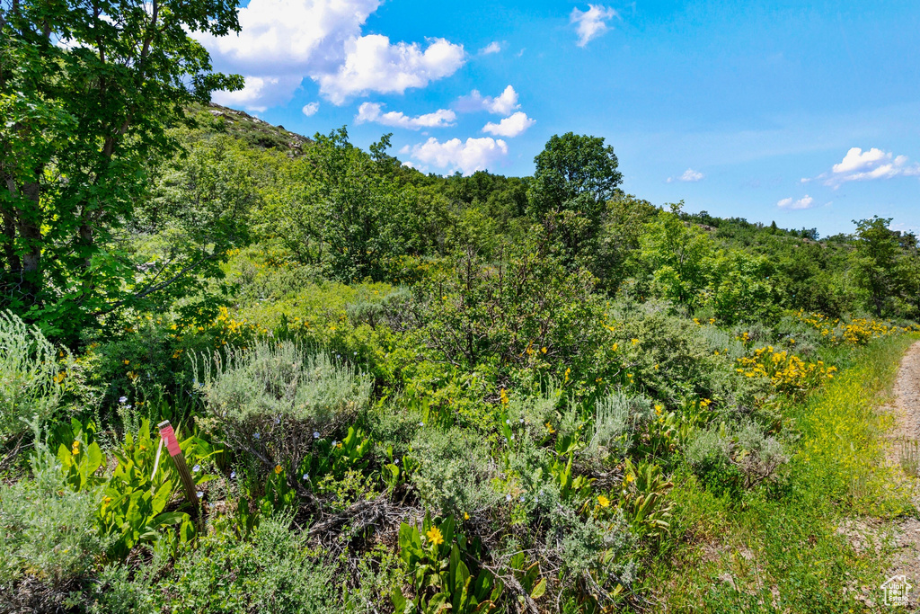 View of wooded area