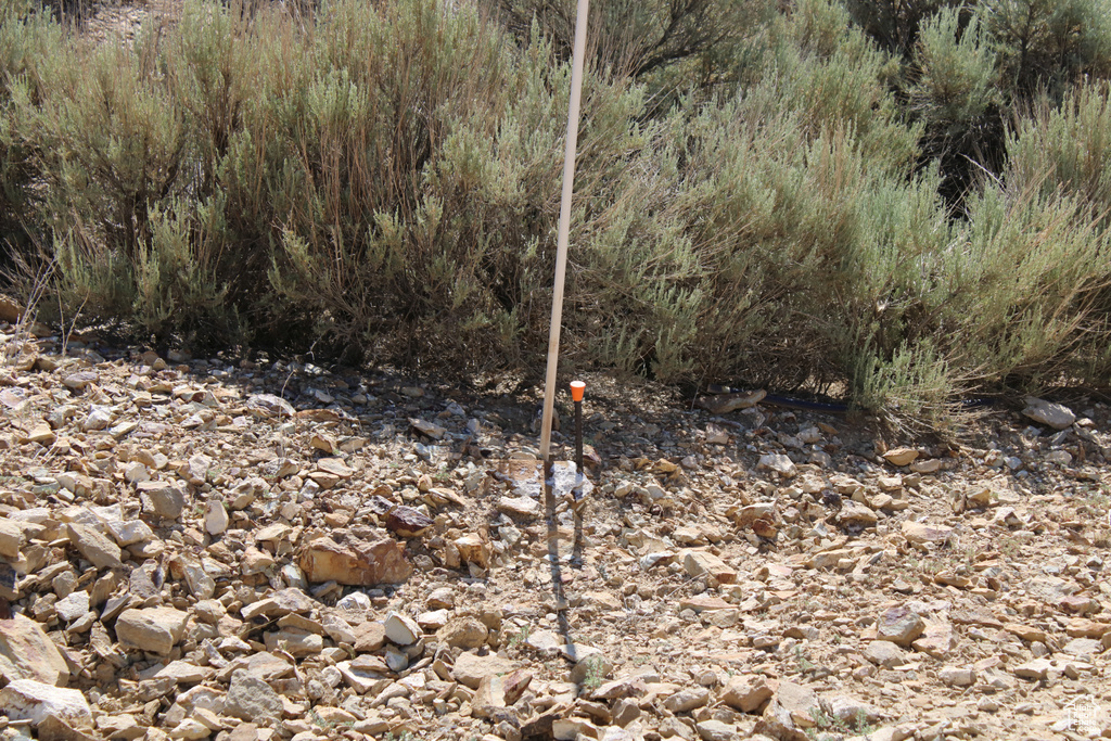 View of local wilderness