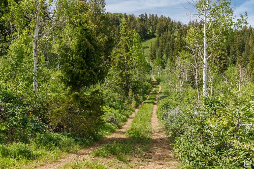 View of woods