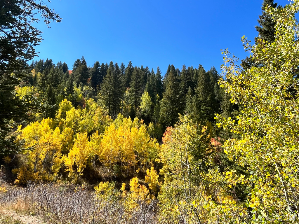 View of wooded area