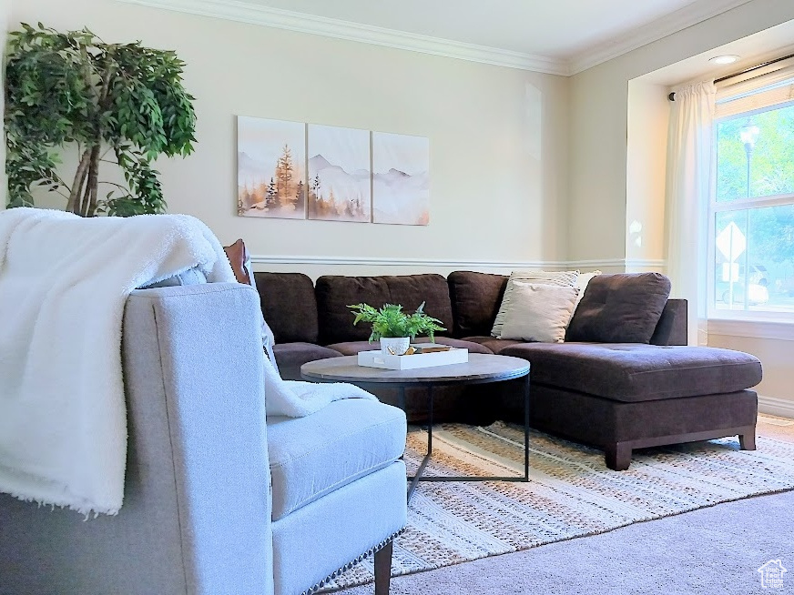 Living area featuring ornamental molding and carpet
