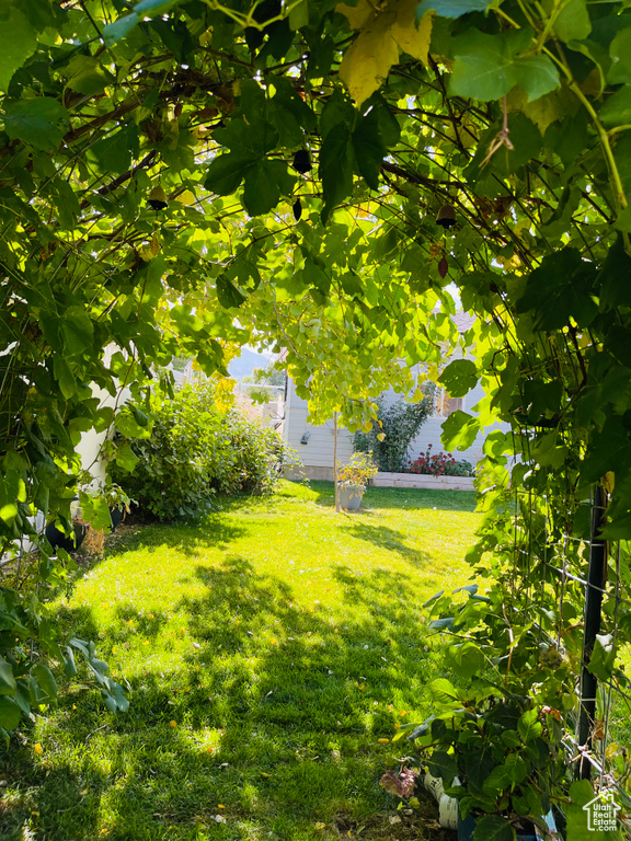 View of grassy yard