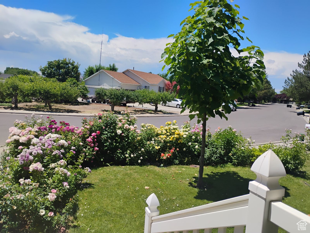View of grassy yard
