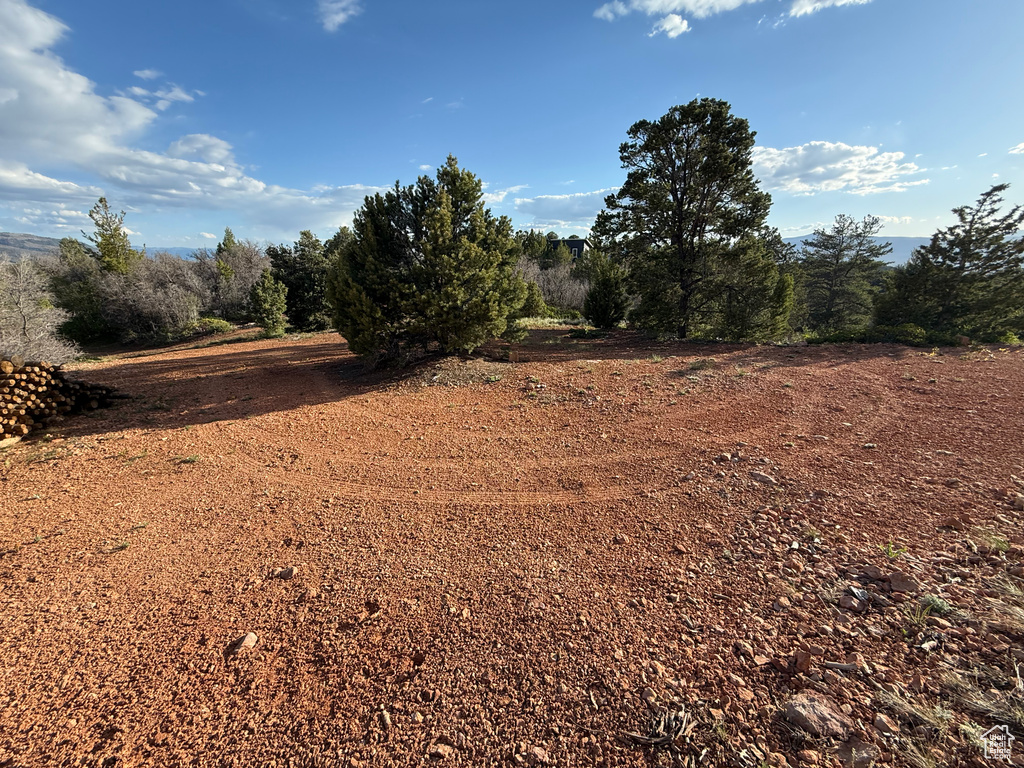 View of local wilderness