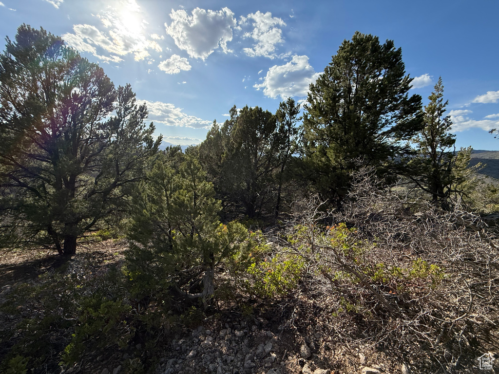 View of local wilderness