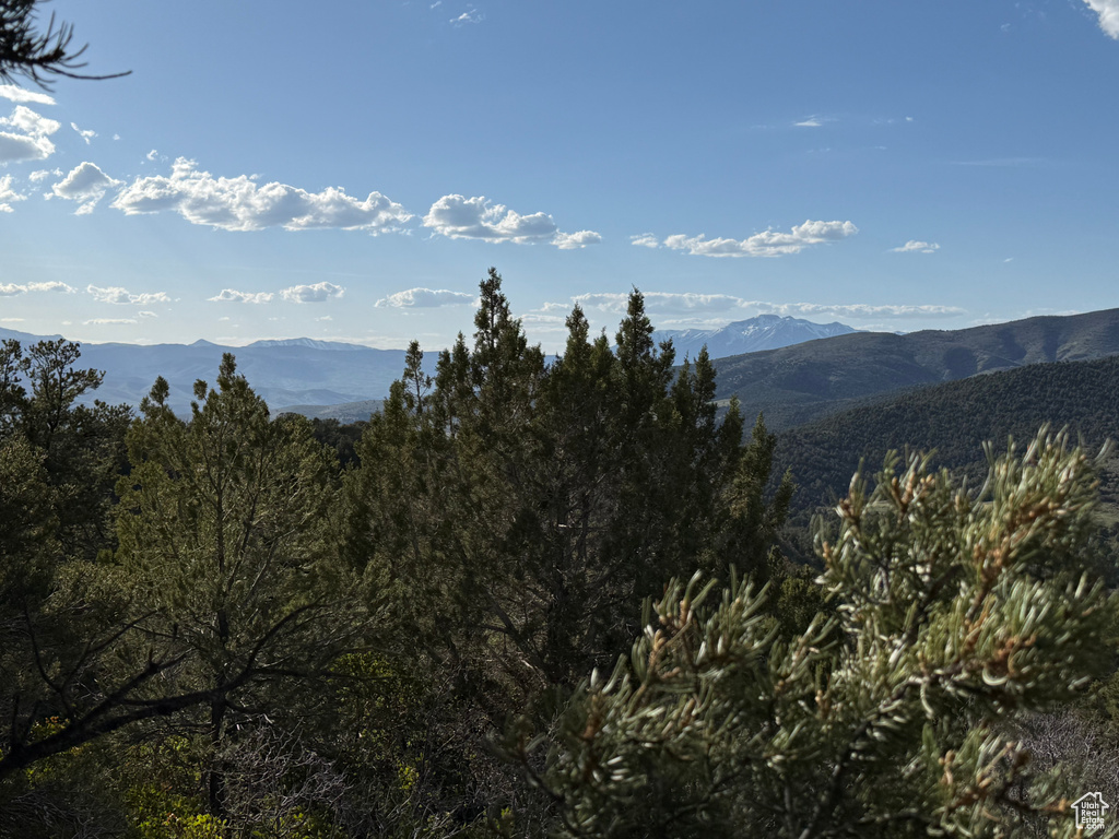 Mountain view featuring a heavily wooded area