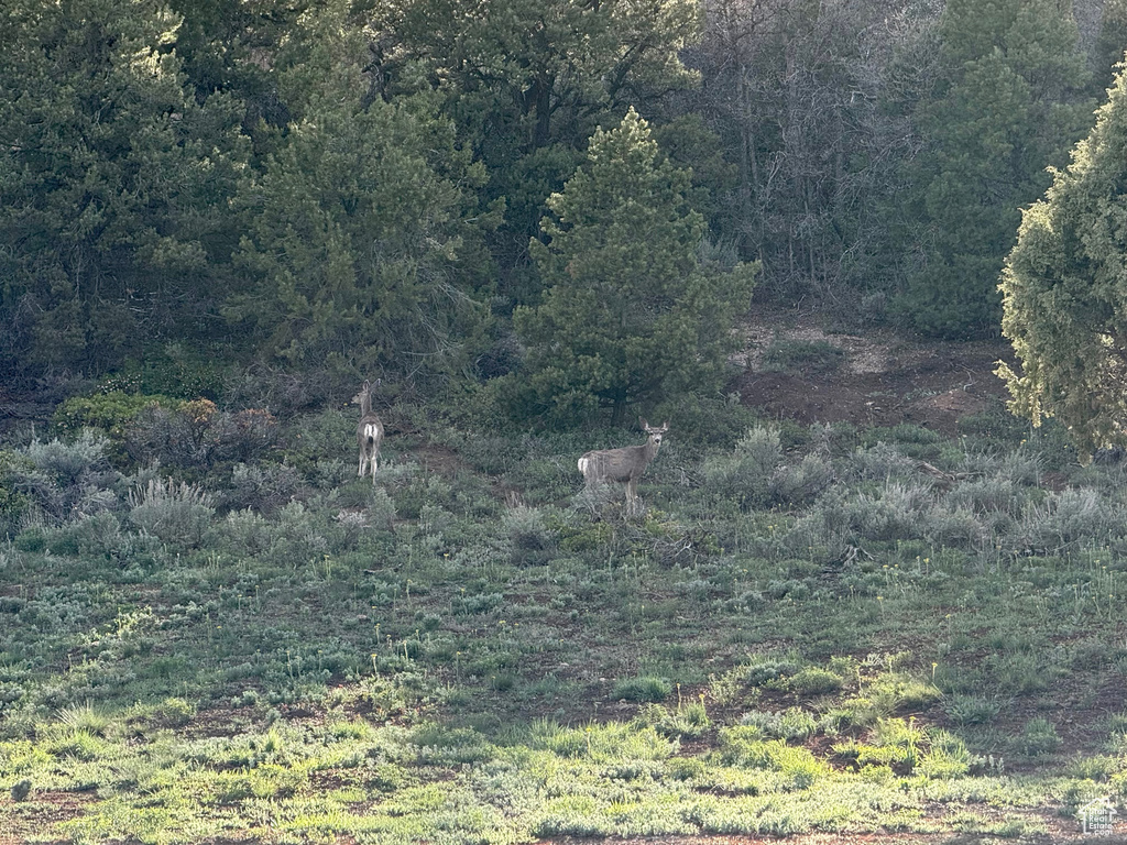 View of wooded area