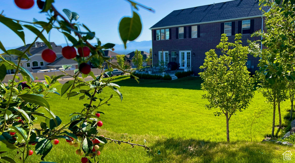 View of grassy yard