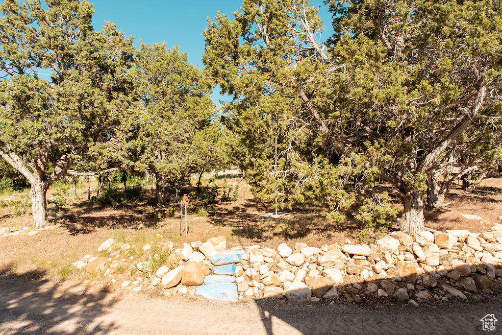 View of local wilderness