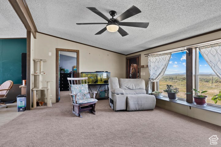Living area featuring carpet floors, a ceiling fan, a textured ceiling, and ornamental molding