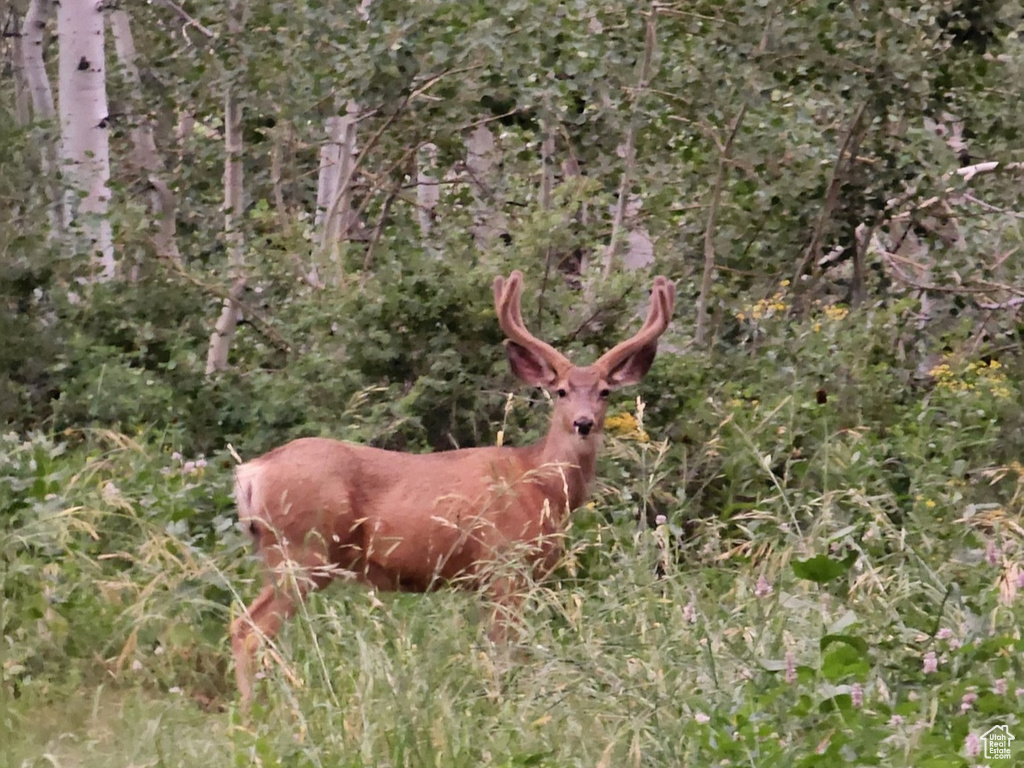 View of local wilderness