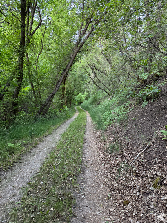 View of road with a forest view