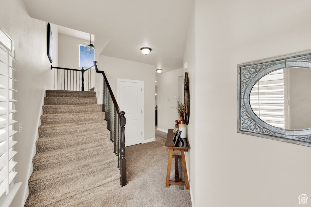 Stairs featuring carpet flooring