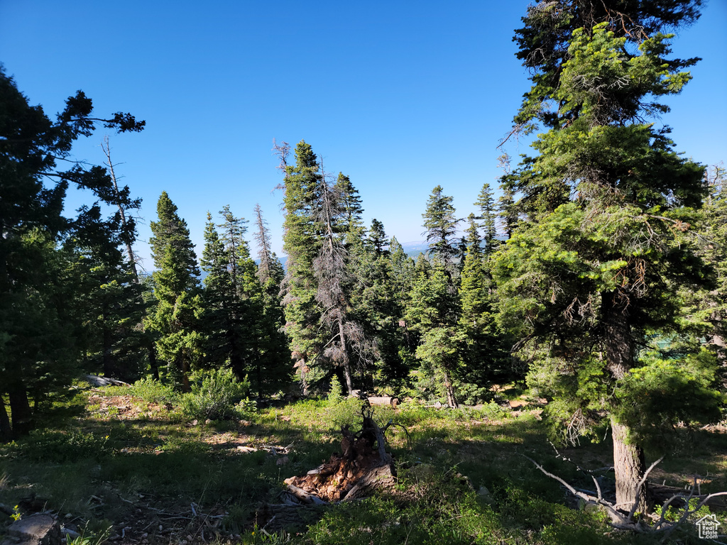 View of woods