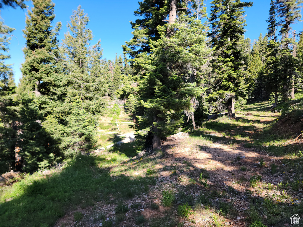 View of wooded area