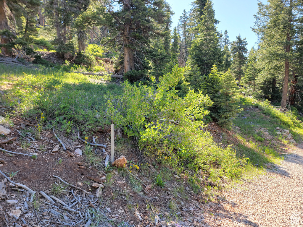 View of local wilderness