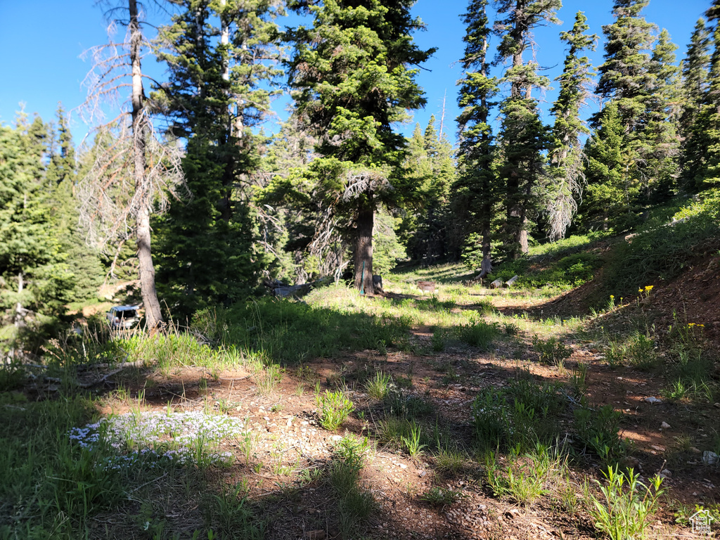 View of local wilderness