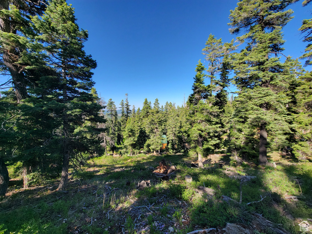 View of local wilderness